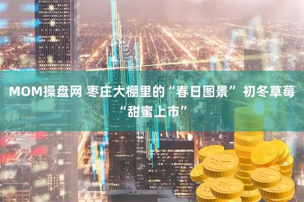 MOM操盘网 枣庄大棚里的“春日图景” 初冬草莓“甜蜜上市”